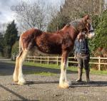 Arclid Joe Frazier, Clydesdale Colt