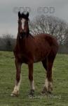 Welsh Section D Filly 