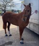 15.2hh Gelding 
