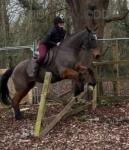 16.1hh Riding Mare
