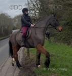16.1hh Riding Mare