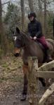 16.1hh Riding Mare