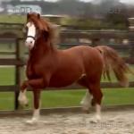 Elvis, 2 Year Old Welsh C Colt