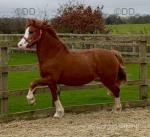 Elvis, 2 Year Old Welsh C Colt