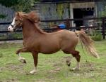 Elvis, 2 Year Old Welsh C Colt