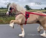 Barbie, 14hh Mare in Foal