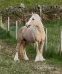 Barbie, 14hh Mare in Foal