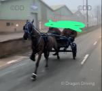 13.2hh Driving Gelding