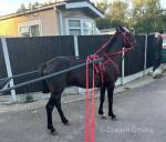 13.2hh Driving Gelding