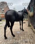 13.2hh Driving Gelding