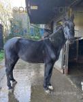 13.2hh Driving Gelding
