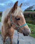 Welsh Section B Filly Foal