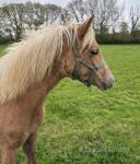 Welsh Section B Filly Foal