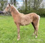 Welsh Section B Filly Foal