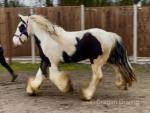 15.1hh Gelding