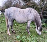 11hh Welsh Section A Mare