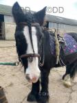 Apollo, 12.2/3hh 4 year old cob bum high Fantastic to bring in tie up and stable. He'll stand all day to be brushed by kids really gentle boy. We've owned him since he was 4 months old so a really sad sale but unfortunately my sister is just too big and we're looking for something bigger now. 