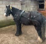 Apollo, 12.2hh Gelding 