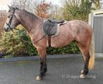 Connemara Gelding