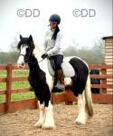 13.3hh Gelding 