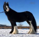 Wreck It Ralph (Ralph), the genuine been there, done it type everyone looks for! 10 year old gelding (has been cut late please bare this in mind ! Ride & drive. Kind, honest, and safe type. Ralph is a proper, old-fashioned genuine lad with not a nasty bone in his body. He's the sort you can do absolutely anything with, stand and groom him, fuss him, brush him, mess about with him all day long and he'll just soak it up.

