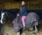 Ralph, 12.3hh Ride and Drive Gelding 