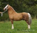 13.1hh Welsh Section C Stallion