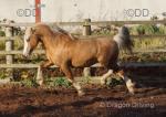 13.1hh Welsh Section C Stallion