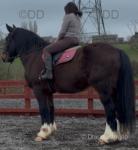 16.2hh Riding Gelding