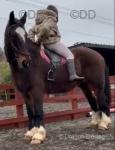 16.2hh Riding Gelding