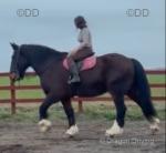 16.2hh Riding Gelding