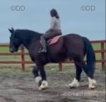 16.2hh Riding Gelding