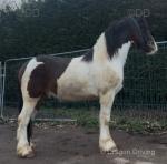 Here we have proper smart colured gelding, he is 4 years old, stands at 15.2hh. Lovely put together horse, he is very well bred his a Friesian cross cob. This horse will go far in rights hands, proper eye catcher and has lovely movement too. 