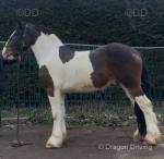 15.2hh Ride and Drive Gelding 