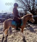 Top quality Welsh section A mare ride and drive &ndash; future star! Toytown Poem, 11.3/12hh rising 4 year old Welsh section A mare with a superb temperament and lovely straight movement. Lightly introduced to riding and driving, she's green but honest, kind, and eager to learn.


