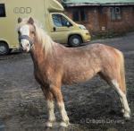 Toytown Poem, Welsh Section A Ride and Drive Mare