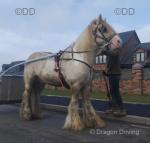 King Ozzy, 14.3hh Stallion