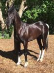 Lexis Lion King, 15hh Standardbred Driving Stallion 