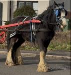 Ted, 14hh Driving Stallion 