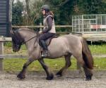 Magnus, 13hh Riding Gelding