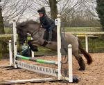Magnus, 13hh Riding Gelding