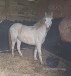 Welsh Section A Filly