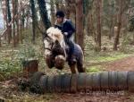 Dolly, 13.3hh Riding Mare with Tack