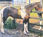 14.1hh Ride and Drive Gelding