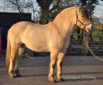 14hh Norwegian Fjord Gelding