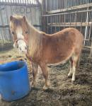 Little Jimmy, Welsh Section A Colt