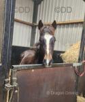 Yearling Colt