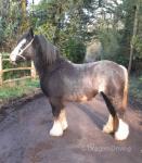 Filly Possibly in Foal