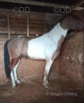 15.2hh Ride & Drive Gelding