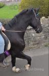 Daz, 15hh Hackney Riding Gelding
